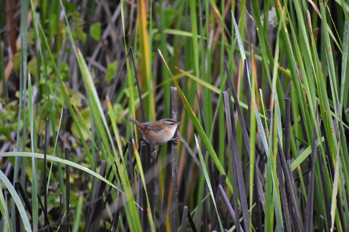 Marsh Wren - ML181872381