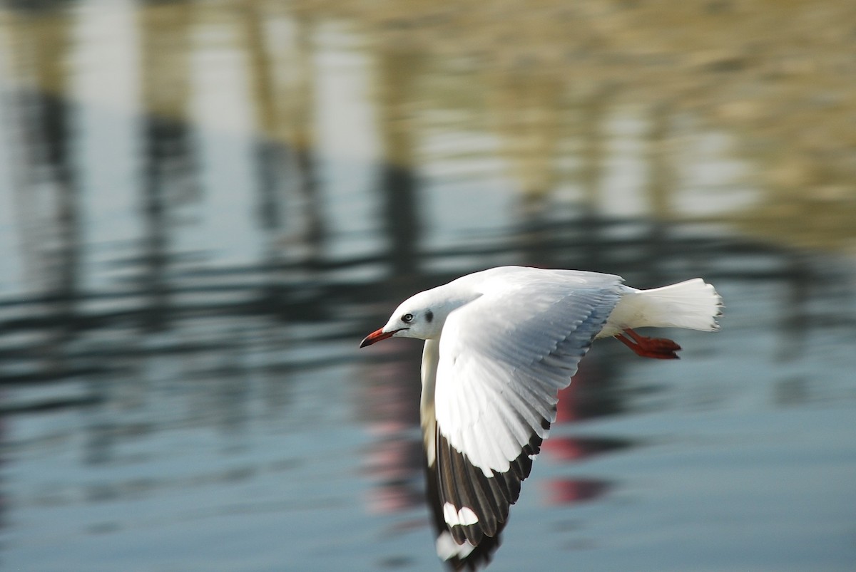 Brown-headed Gull - ML181873061