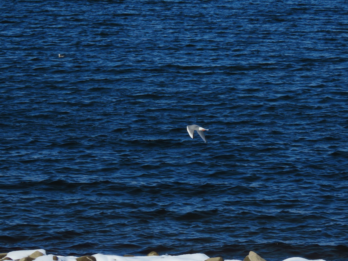 Bonaparte's Gull - ML181874201