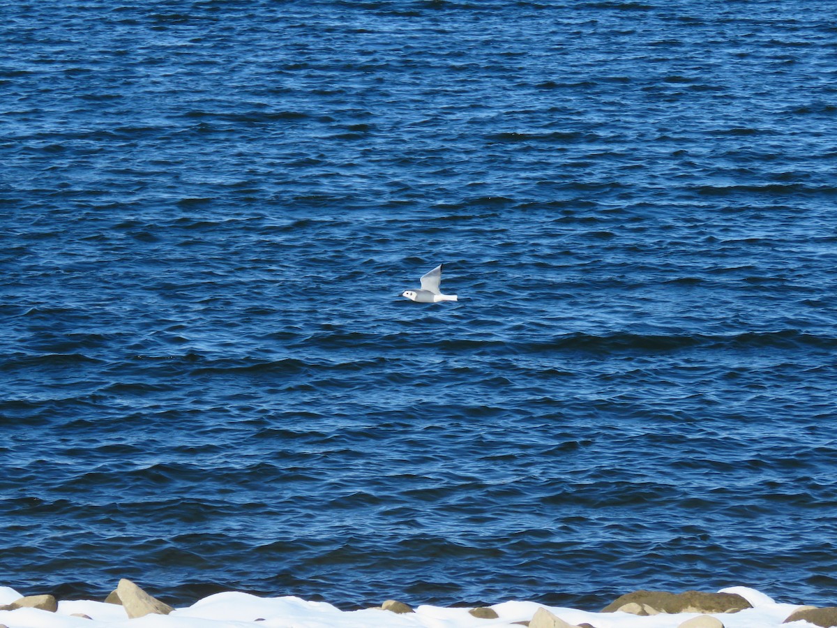 Bonaparte's Gull - ML181874211