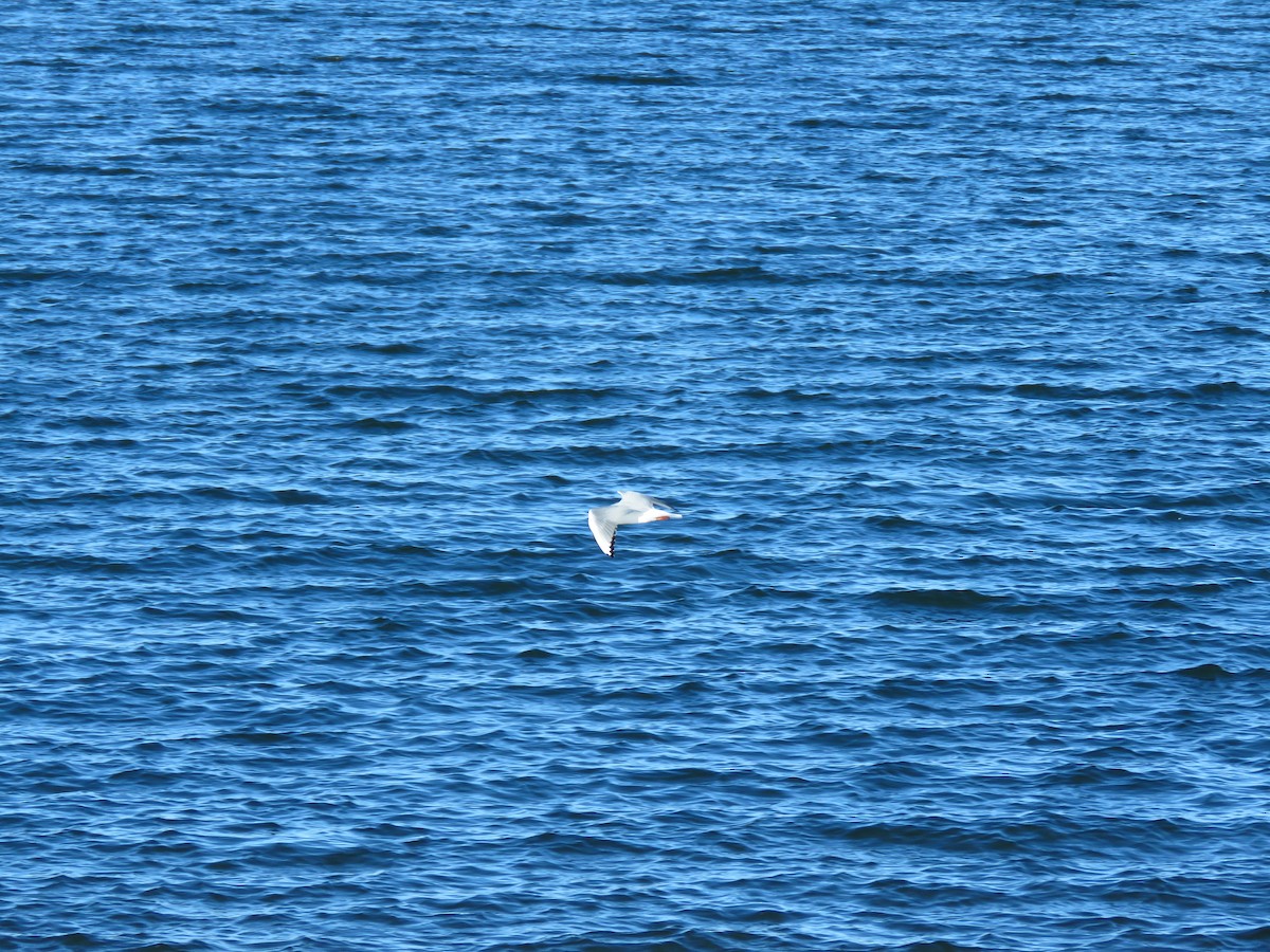 Bonaparte's Gull - ML181874221