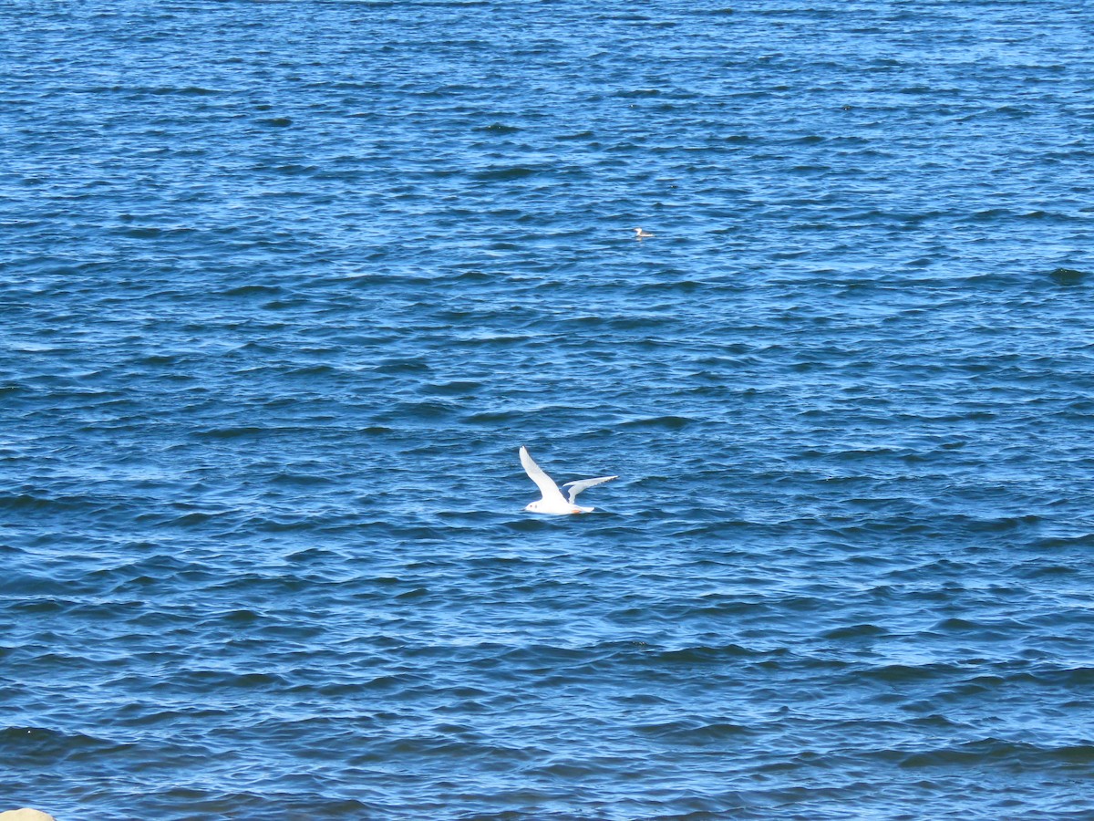 Bonaparte's Gull - ML181874231