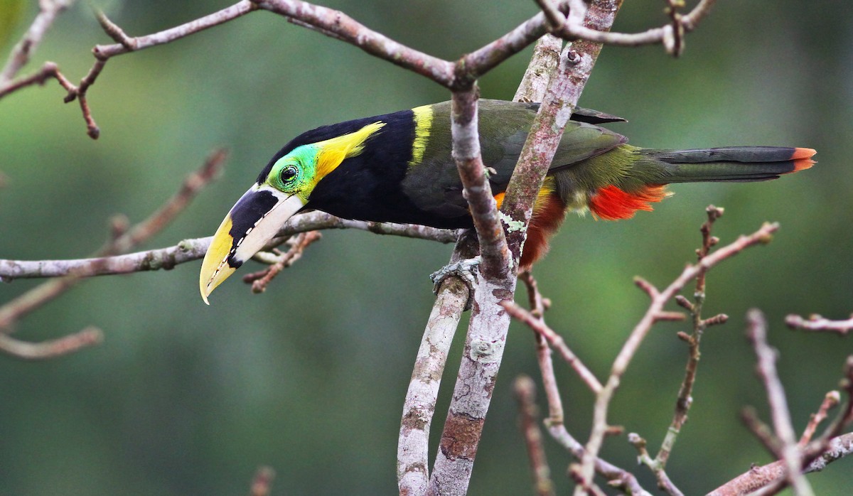 Toucanet de Gould - ML181877871