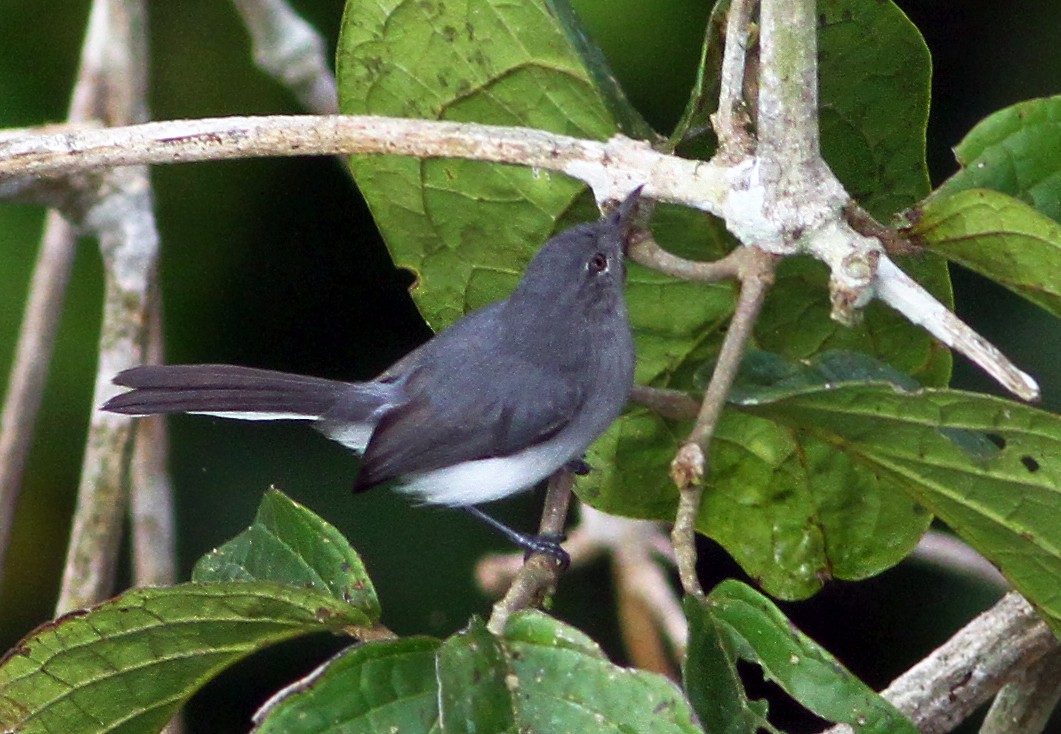 Klages's Gnatcatcher - ML181877981