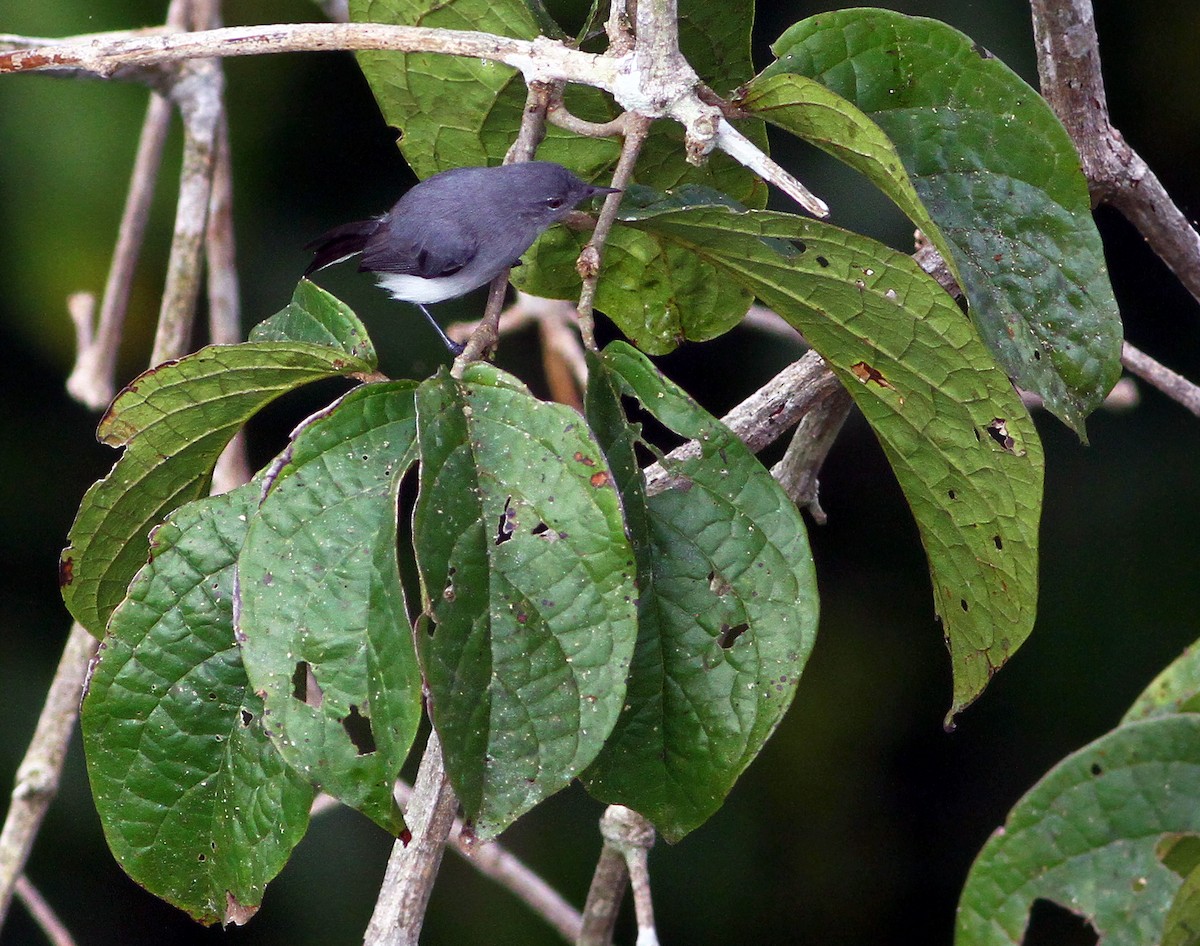 Klages's Gnatcatcher - ML181877991