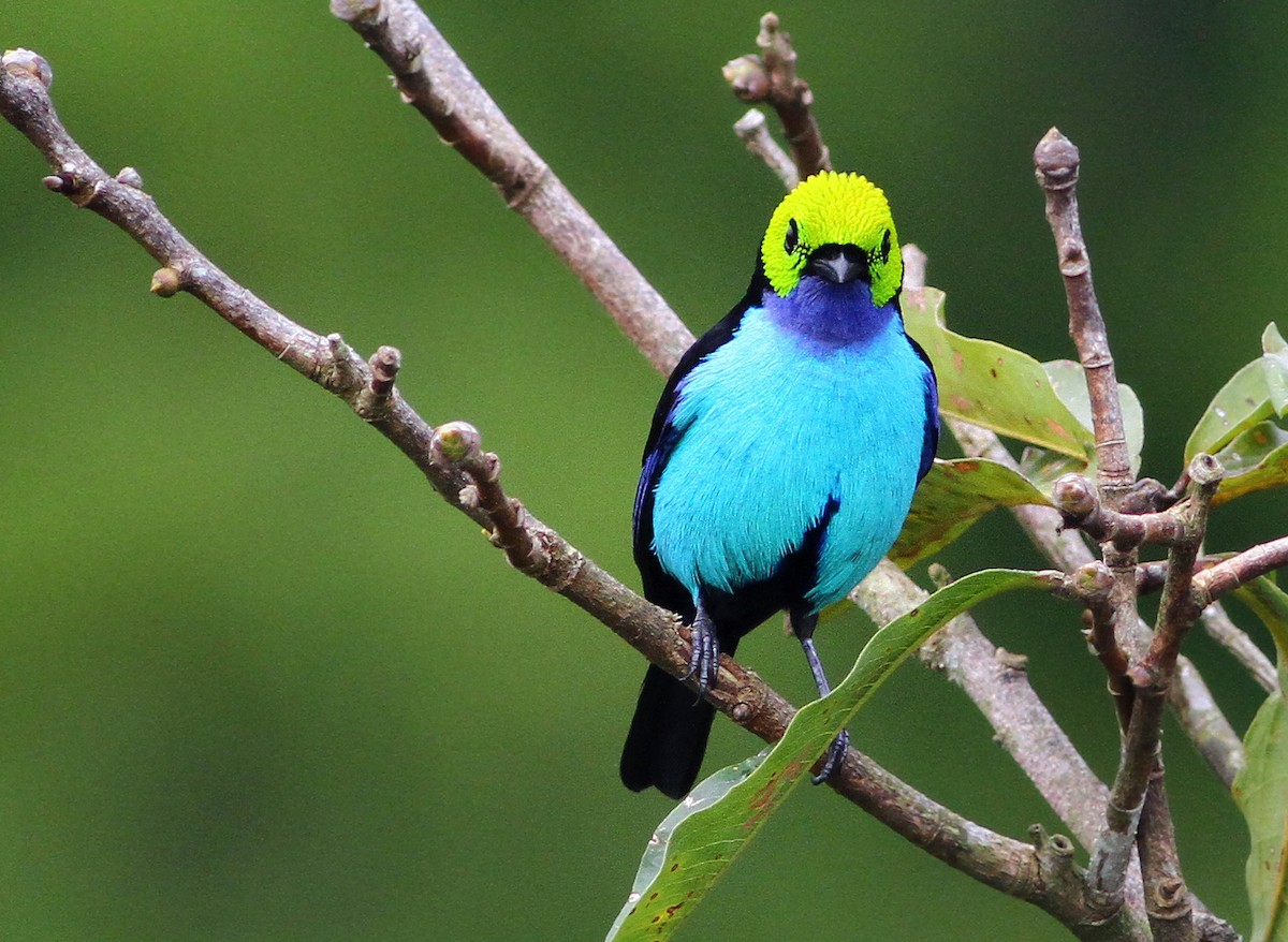 Paradise Tanager - ML181878041