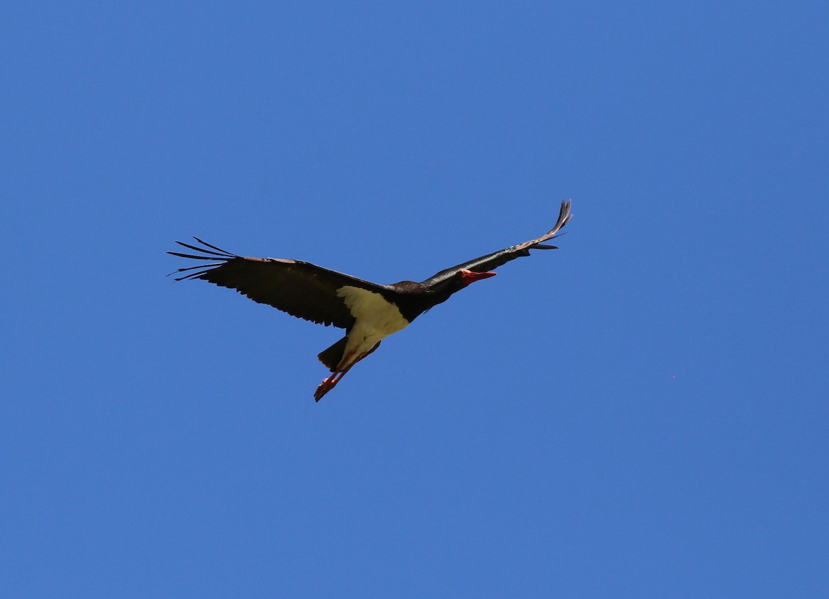 Black Stork - Fikret Ataşalan