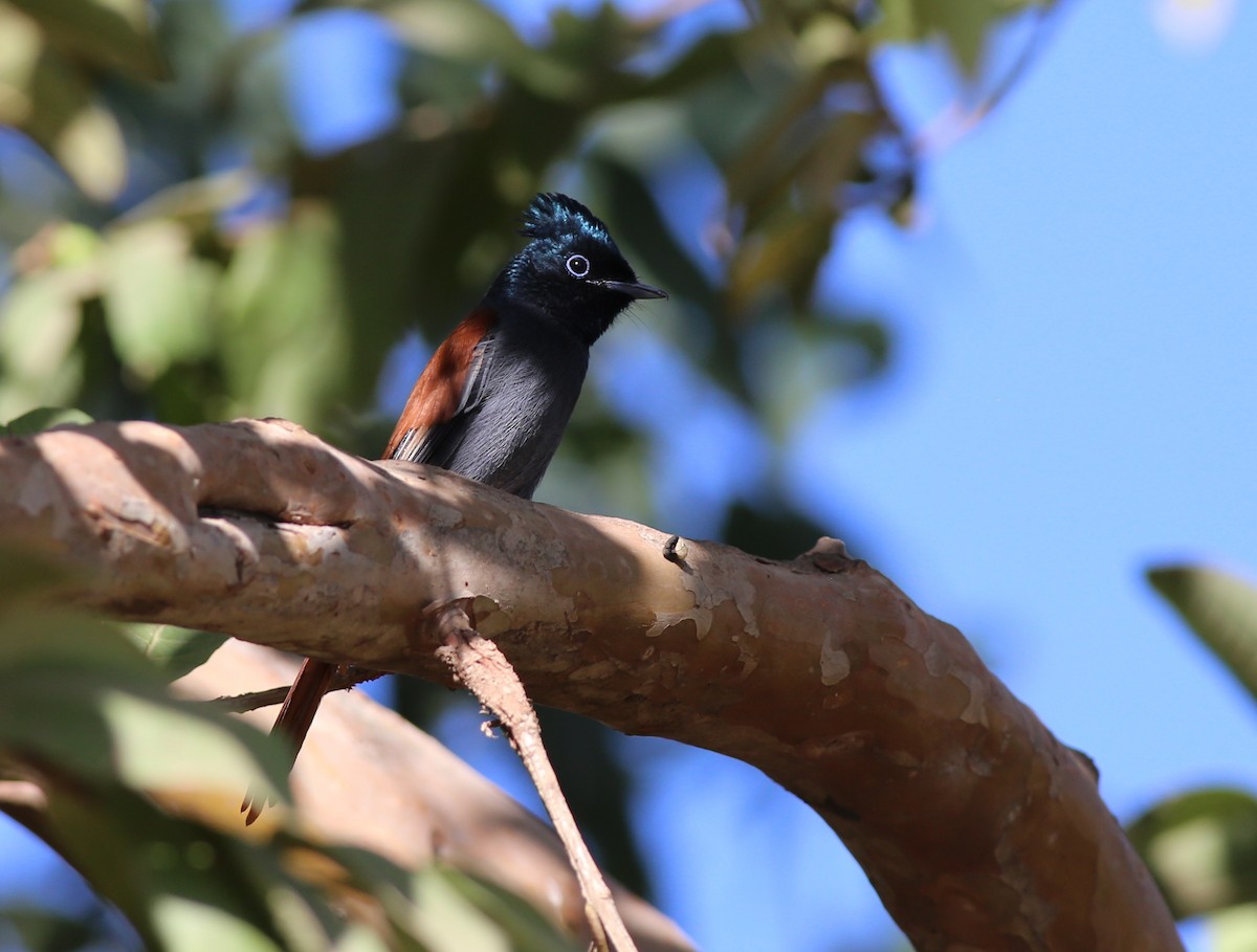 African Paradise-Flycatcher - ML181879961