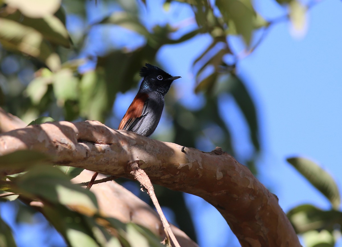 African Paradise-Flycatcher - ML181880001