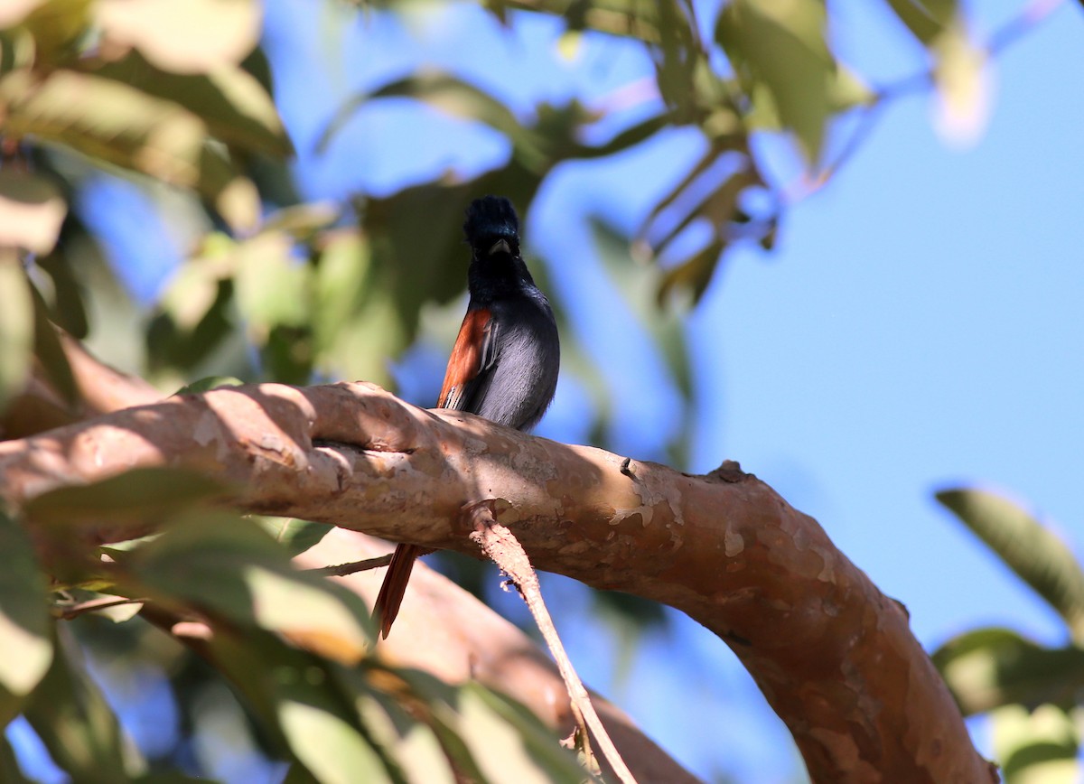 African Paradise-Flycatcher - ML181880021