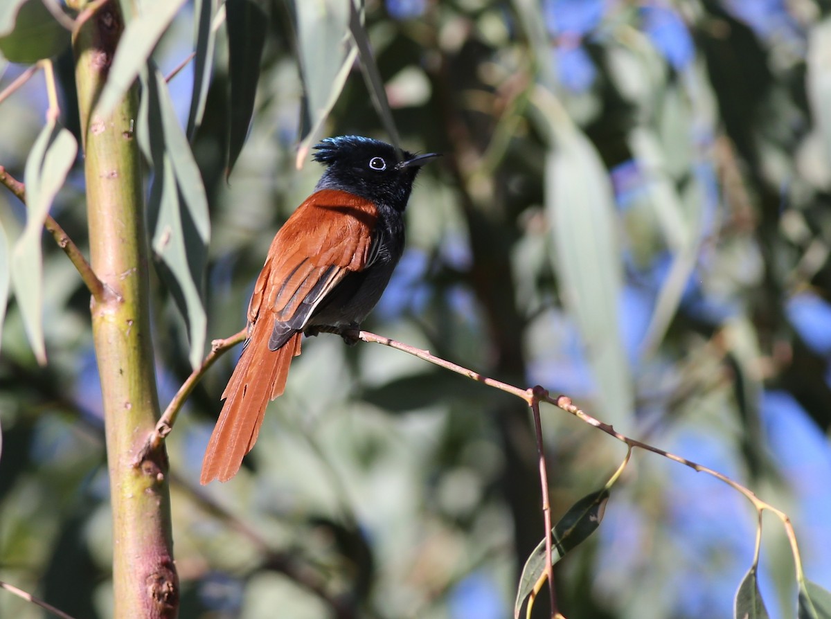 African Paradise-Flycatcher - Fikret Ataşalan