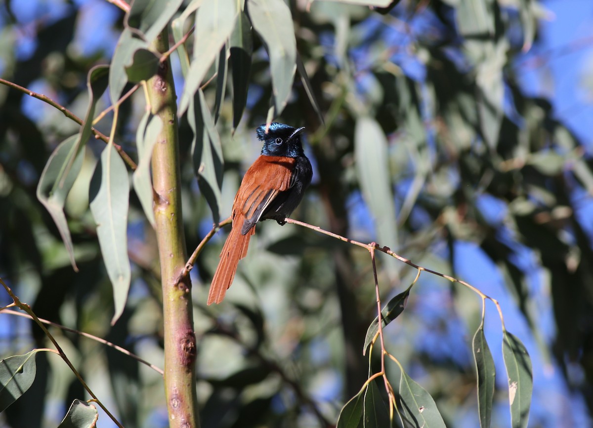 African Paradise-Flycatcher - ML181880041