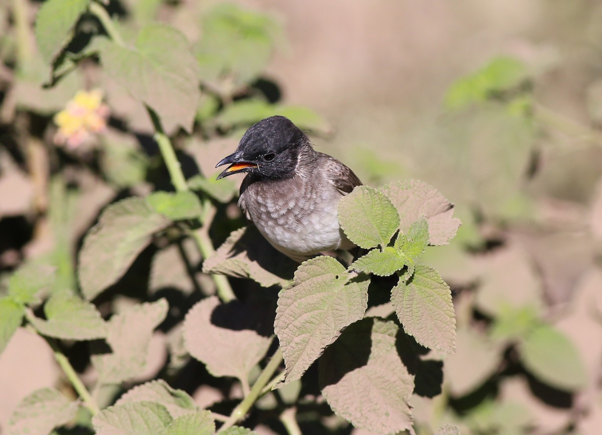 Bulbul des jardins - ML181880151