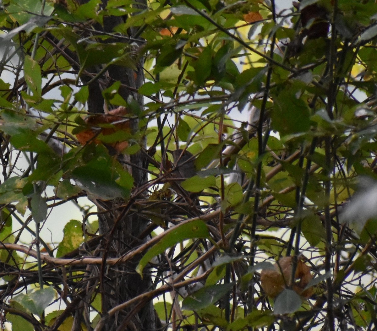 House Wren - ML181880171