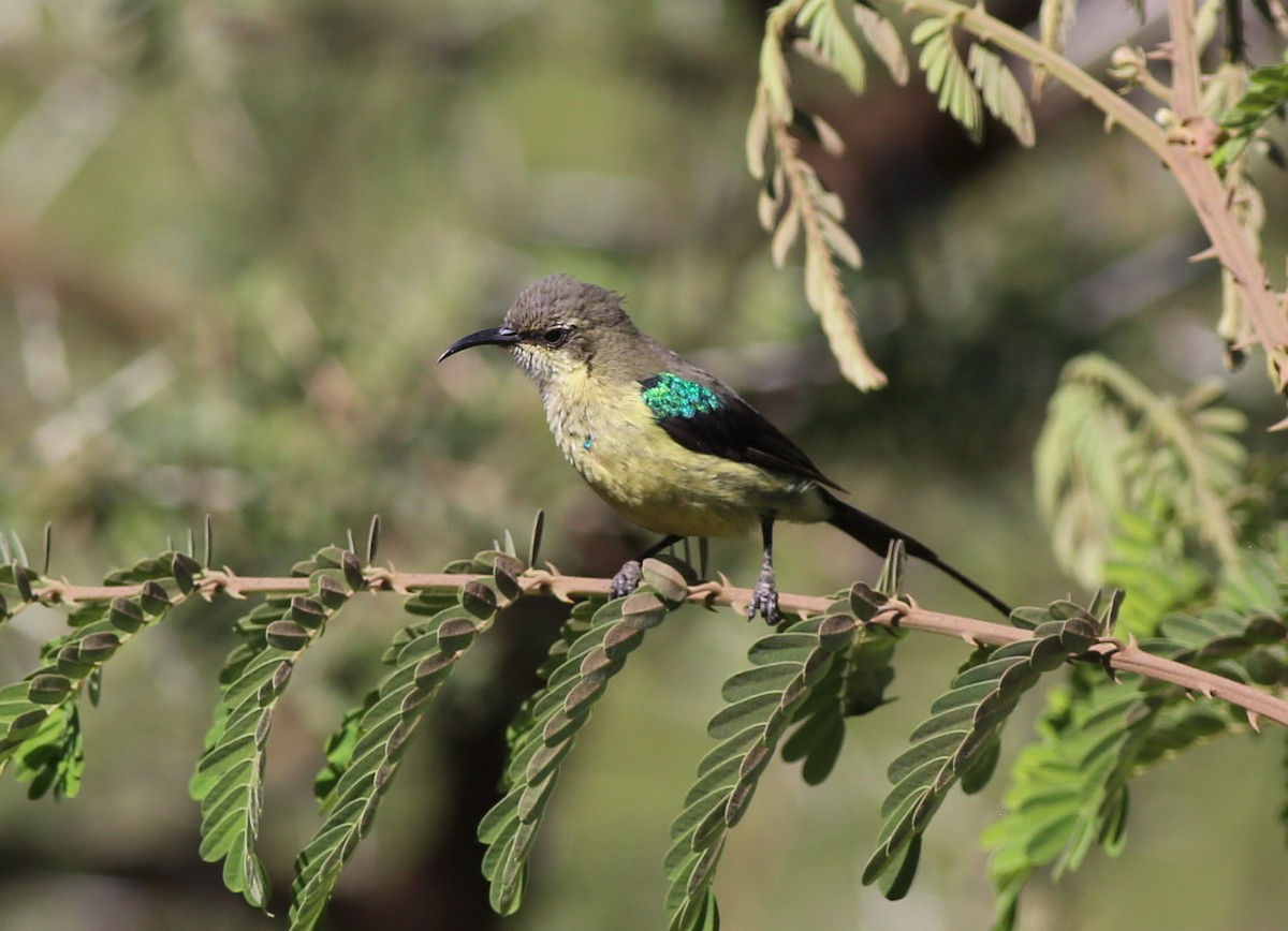 Elfennektarvogel - ML181880241