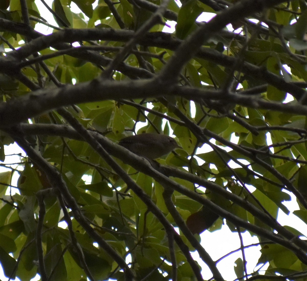 House Wren - ML181880251