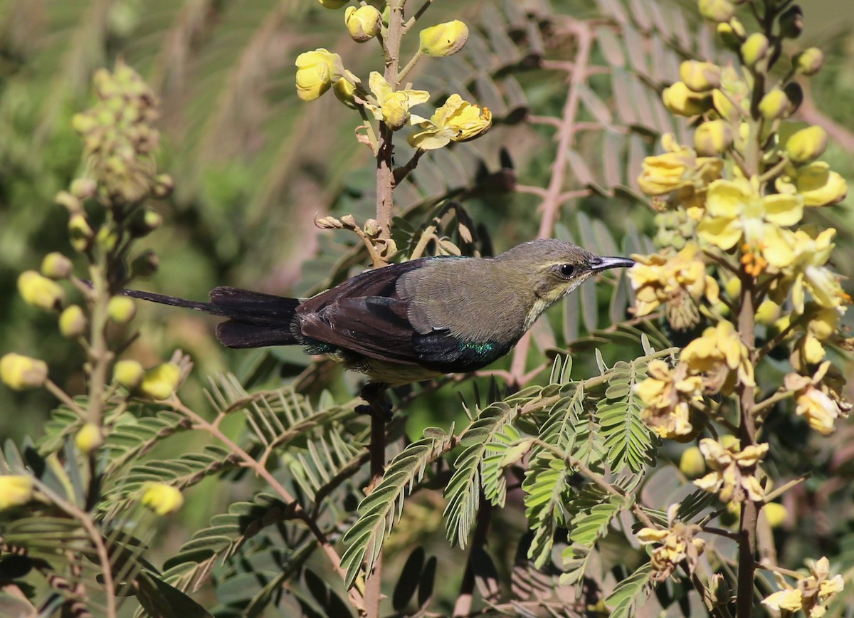 Beautiful Sunbird - ML181880291