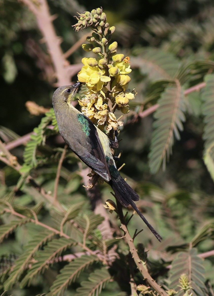 Elfennektarvogel - ML181880301