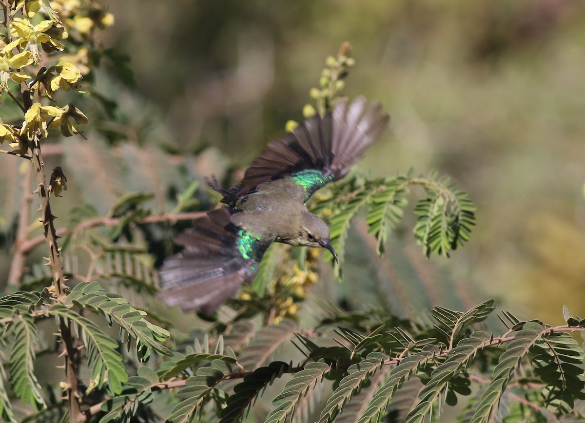 Beautiful Sunbird - ML181880311