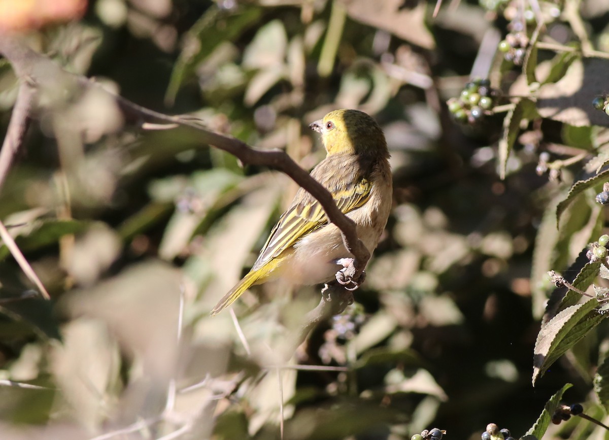 Village Weaver - ML181880331