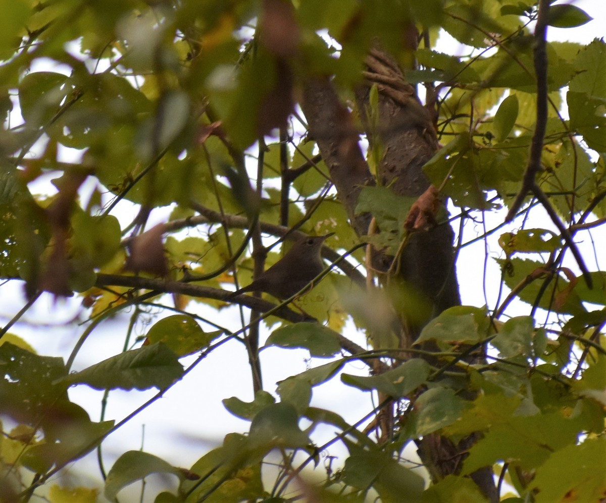 House Wren - ML181880351