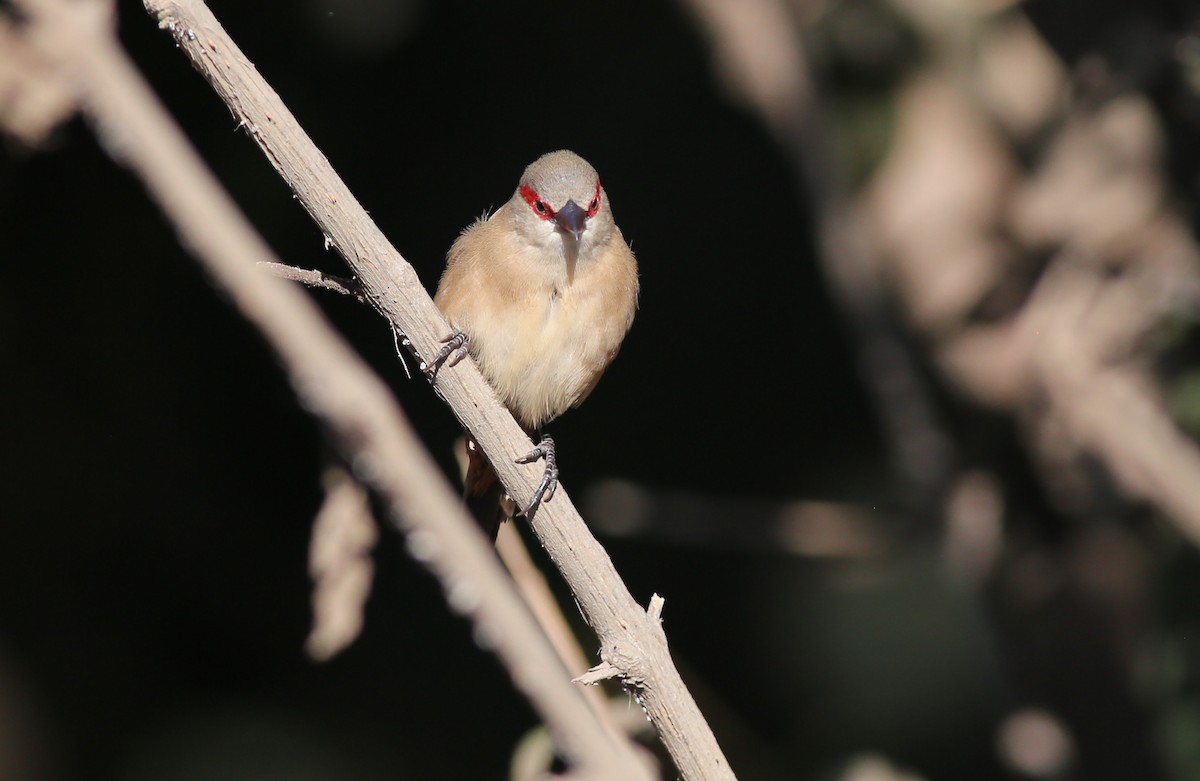 Crimson-rumped Waxbill - ML181880371