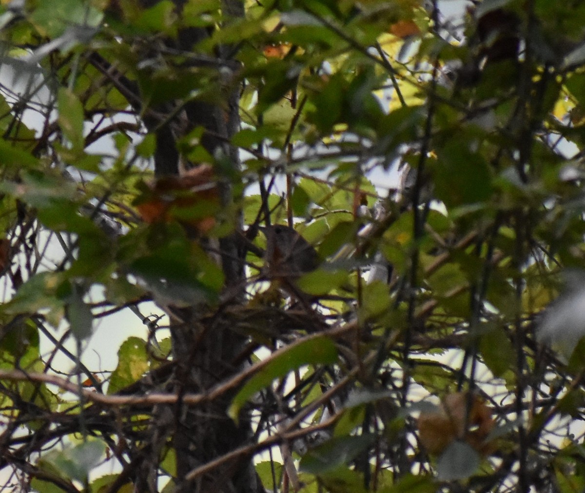 House Wren - ML181880441