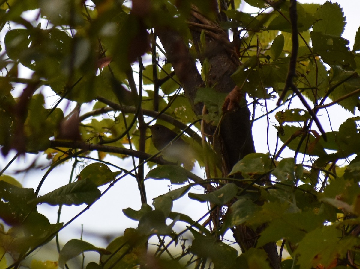 House Wren - ML181880451