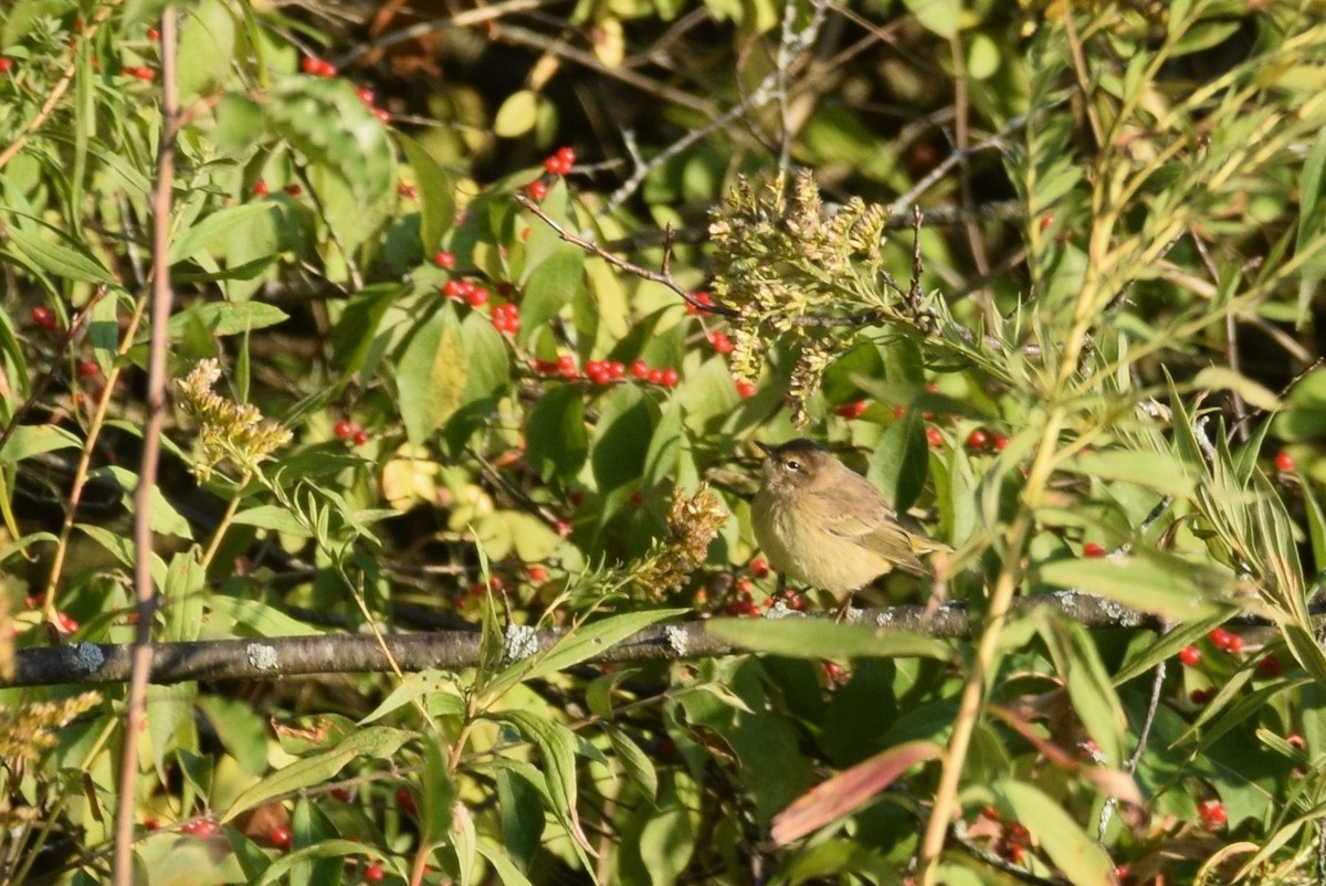 Orange-crowned Warbler - irina shulgina