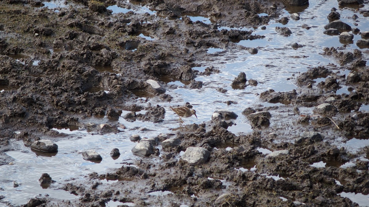 Pectoral Sandpiper - ML181880661