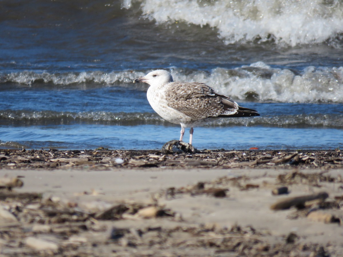 Great Black-backed Gull - aerin tedesco