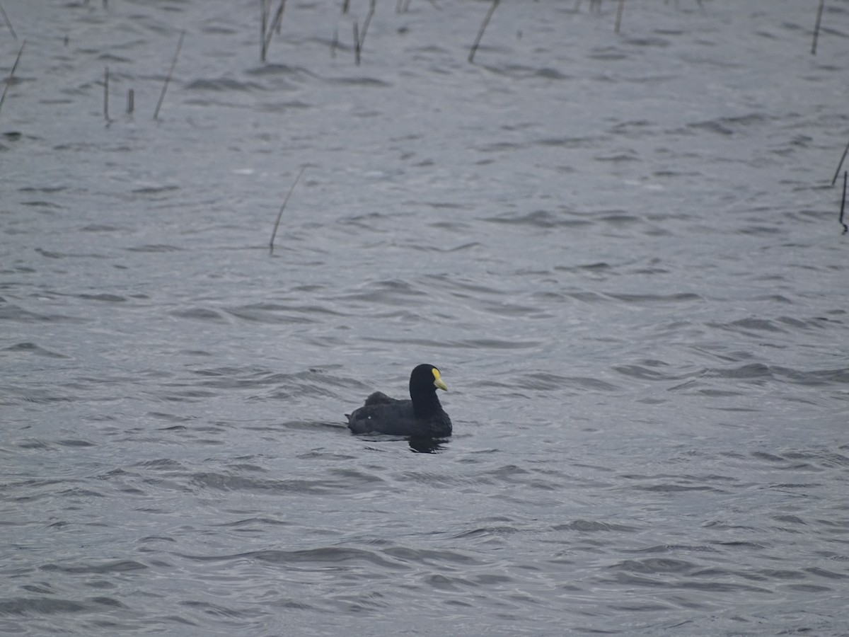 White-winged Coot - ML181880791