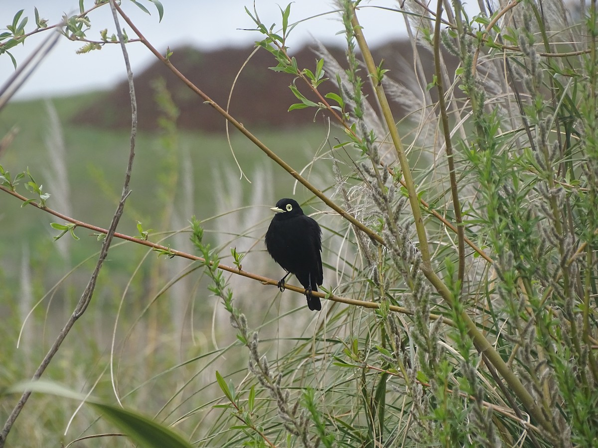 Spectacled Tyrant - ML181881011