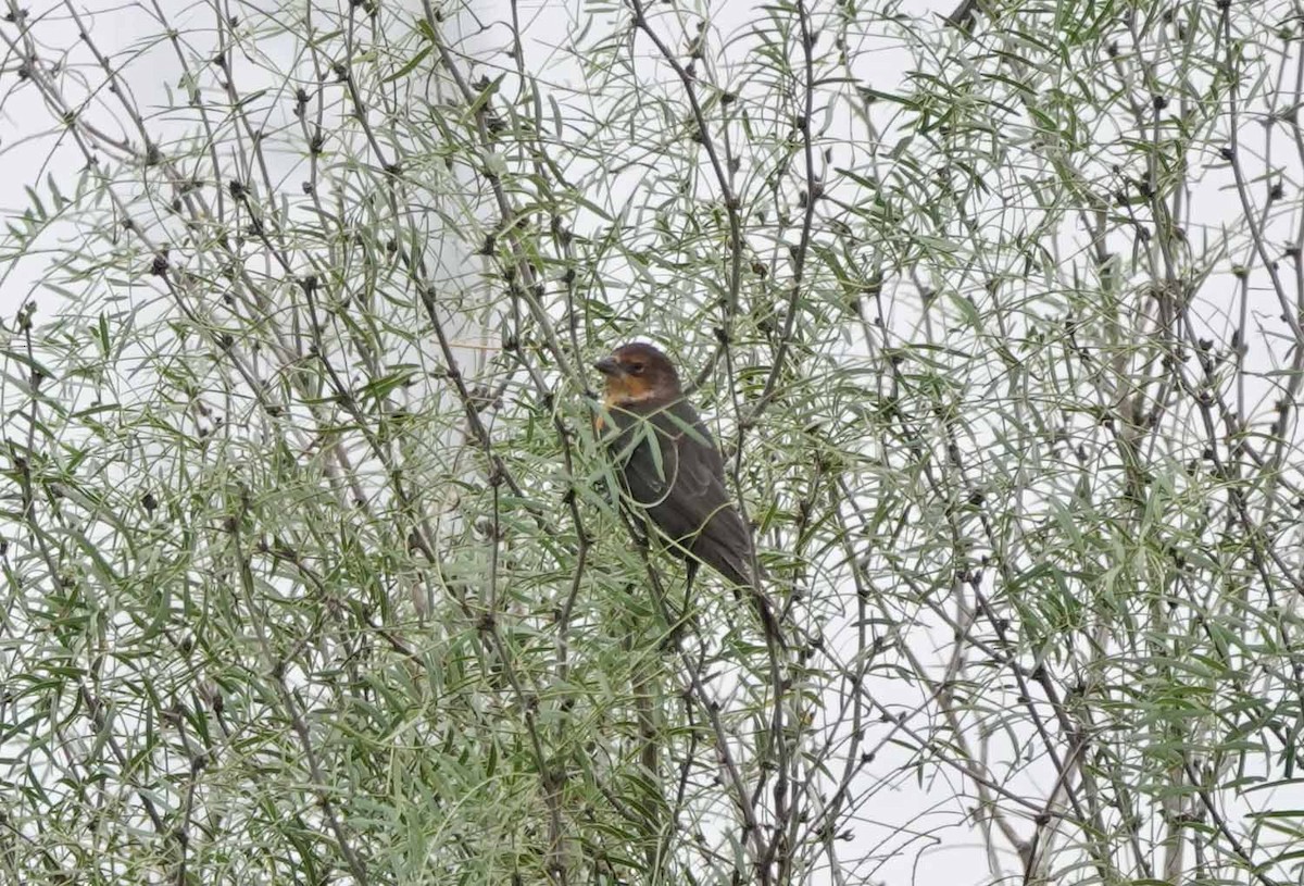 Yellow-headed Blackbird - ML181881121