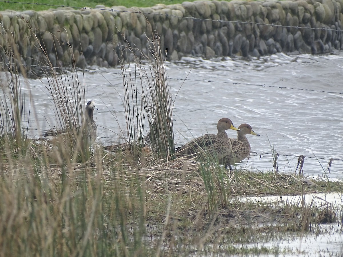 Yellow-billed Pintail - ML181881521