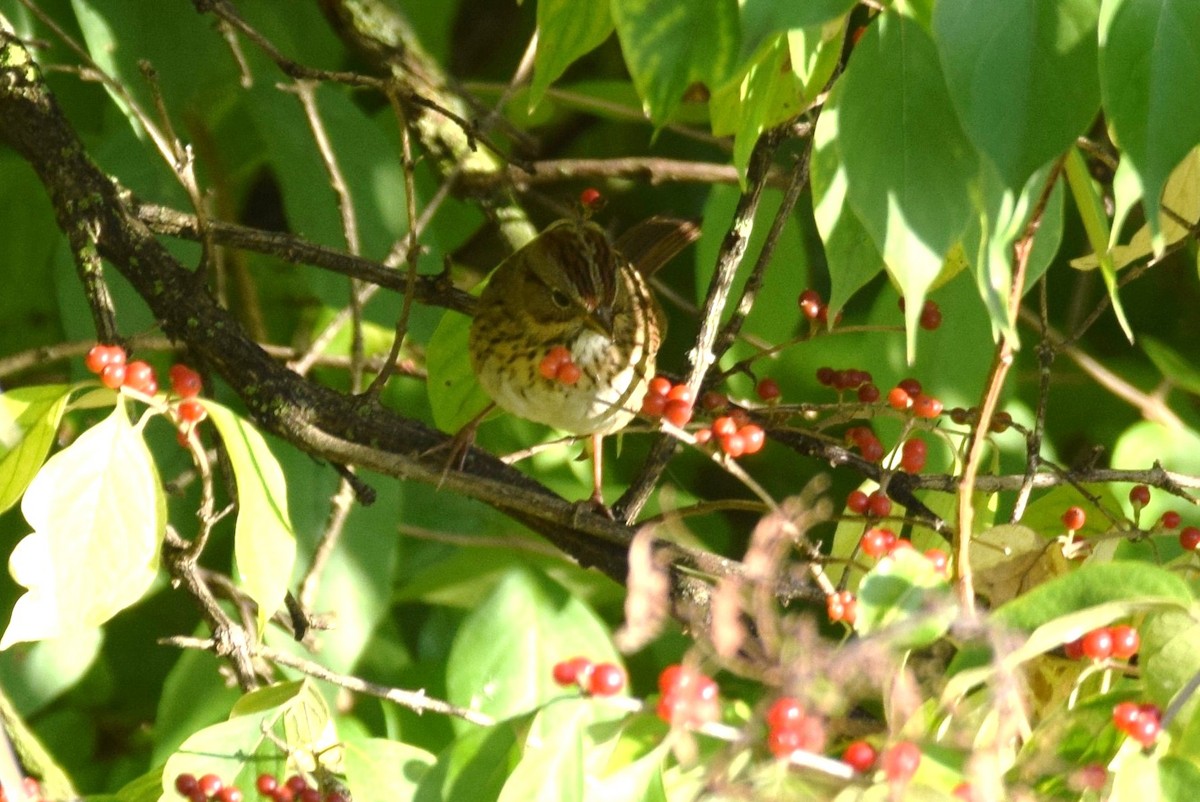 Lincoln's Sparrow - ML181881561