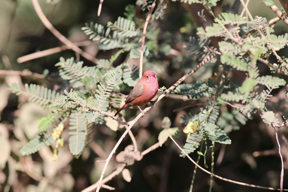 Red-billed Firefinch - ML181881581