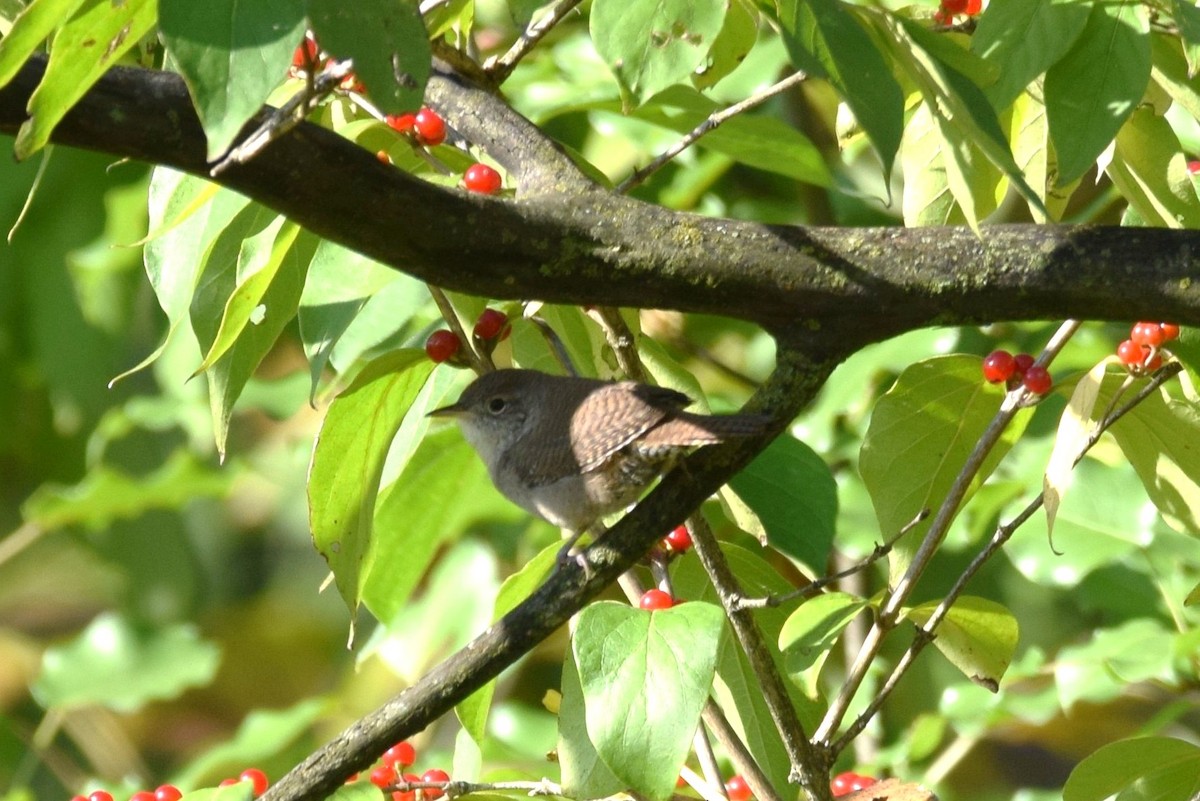 House Wren - ML181881661