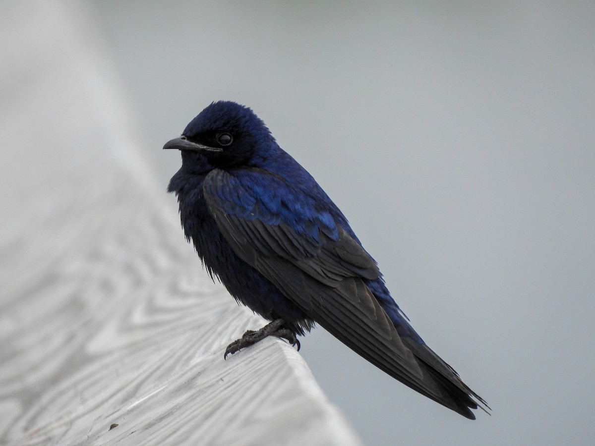 Golondrina Purpúrea - ML181881821