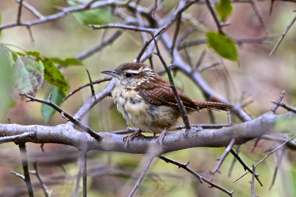 Carolina Wren - Vickie Baily