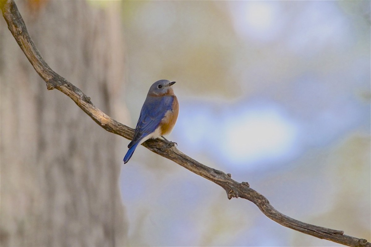 Eastern Bluebird - Vickie Baily