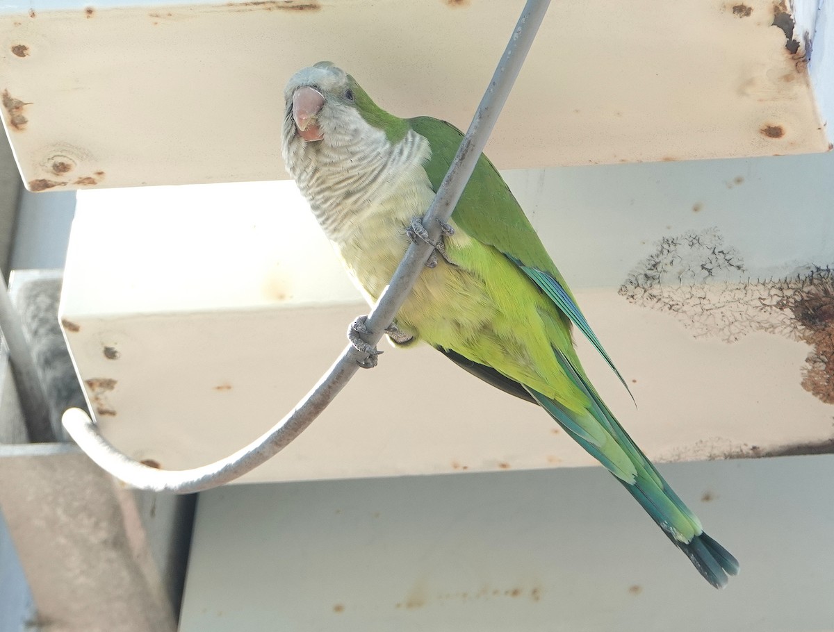 Monk Parakeet - ML181882931