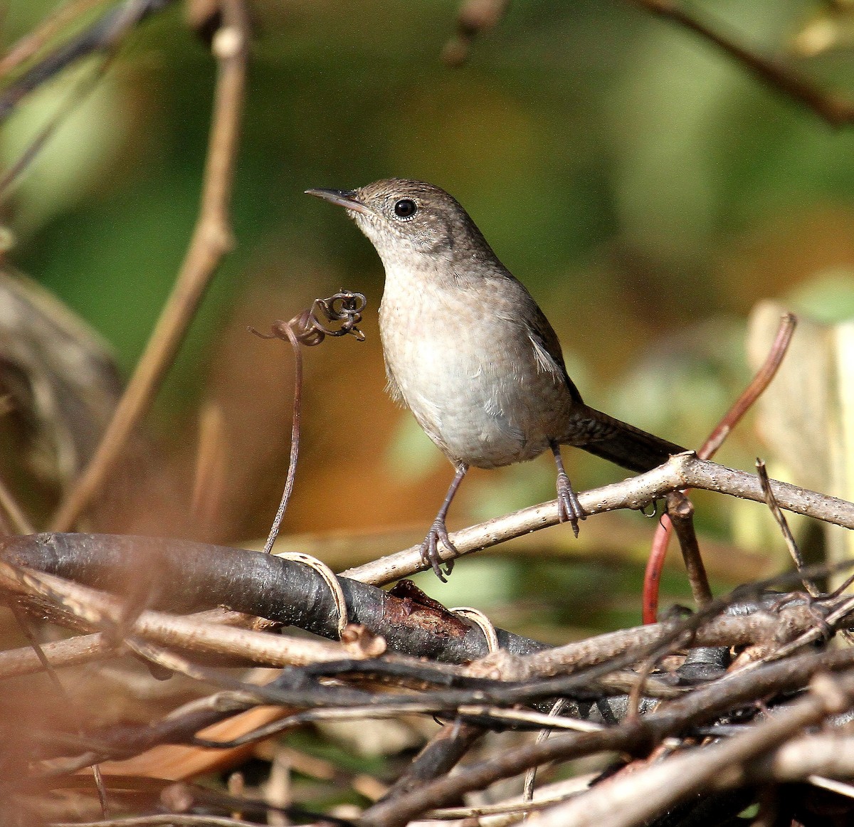 House Wren - Bob Stymeist