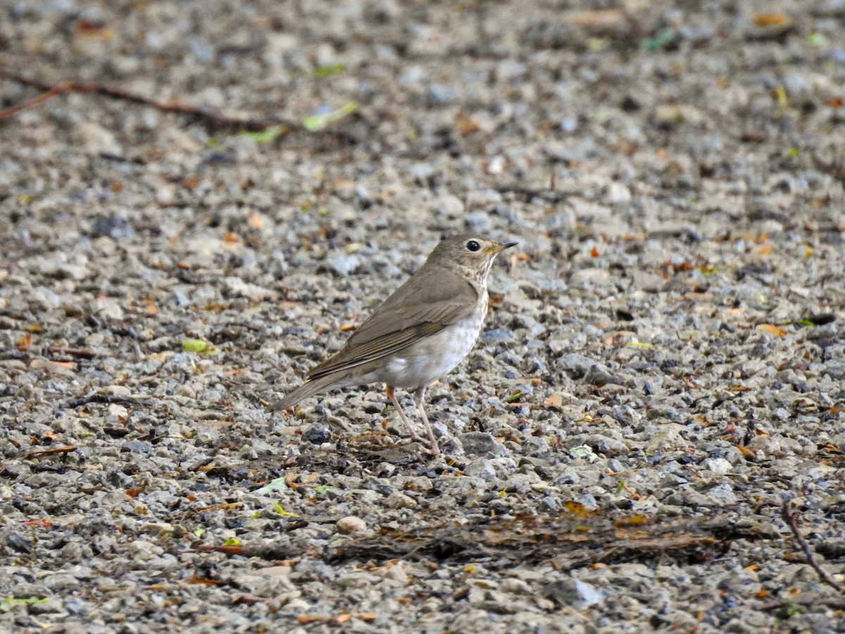 Swainson's Thrush - ML181885281