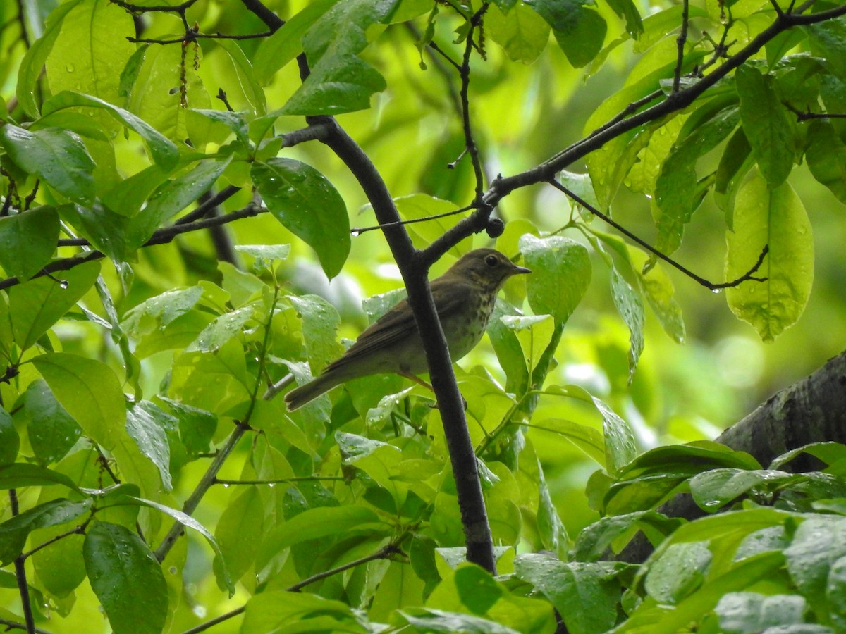 Swainson's Thrush - ML181885291