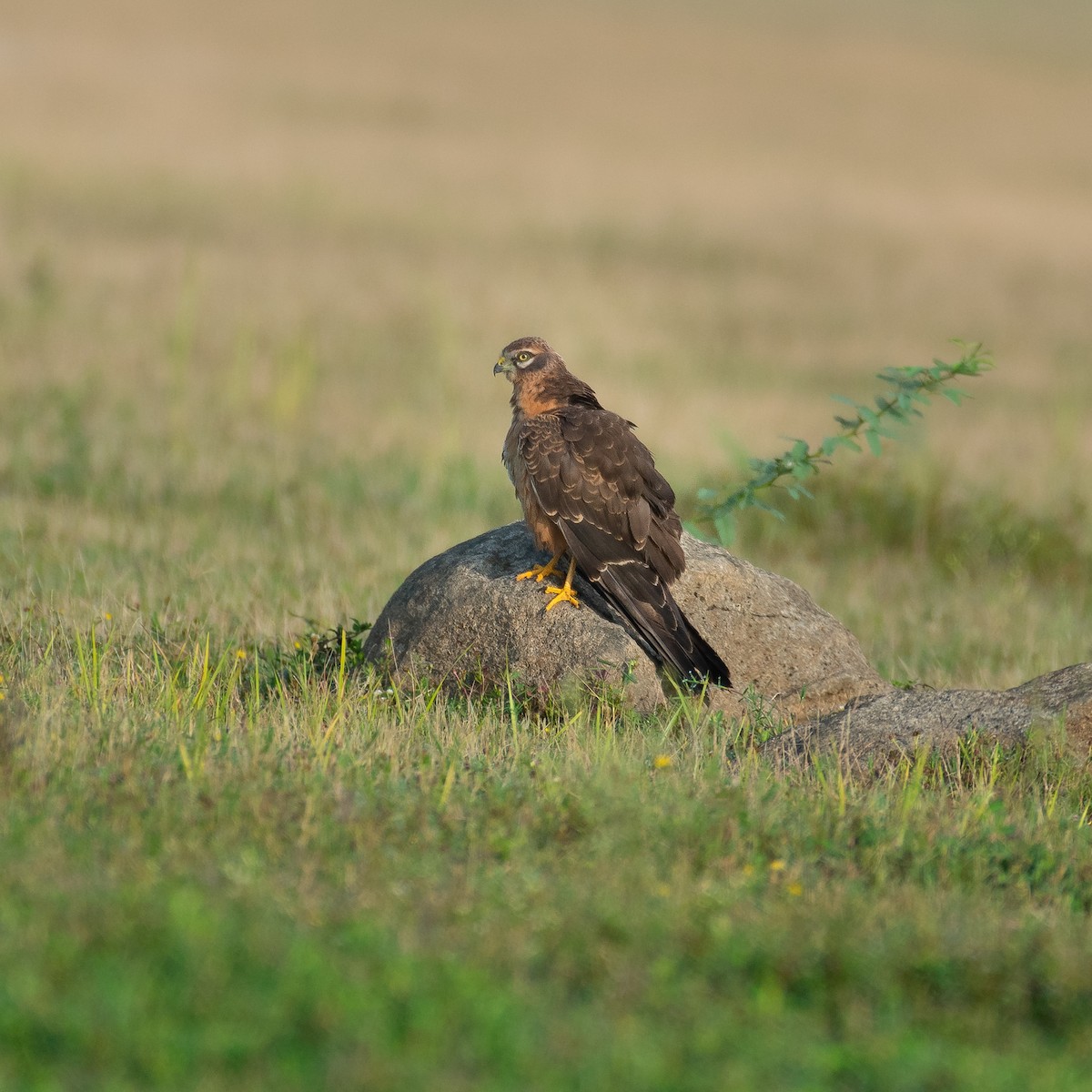 Montagu's Harrier - ML181885691