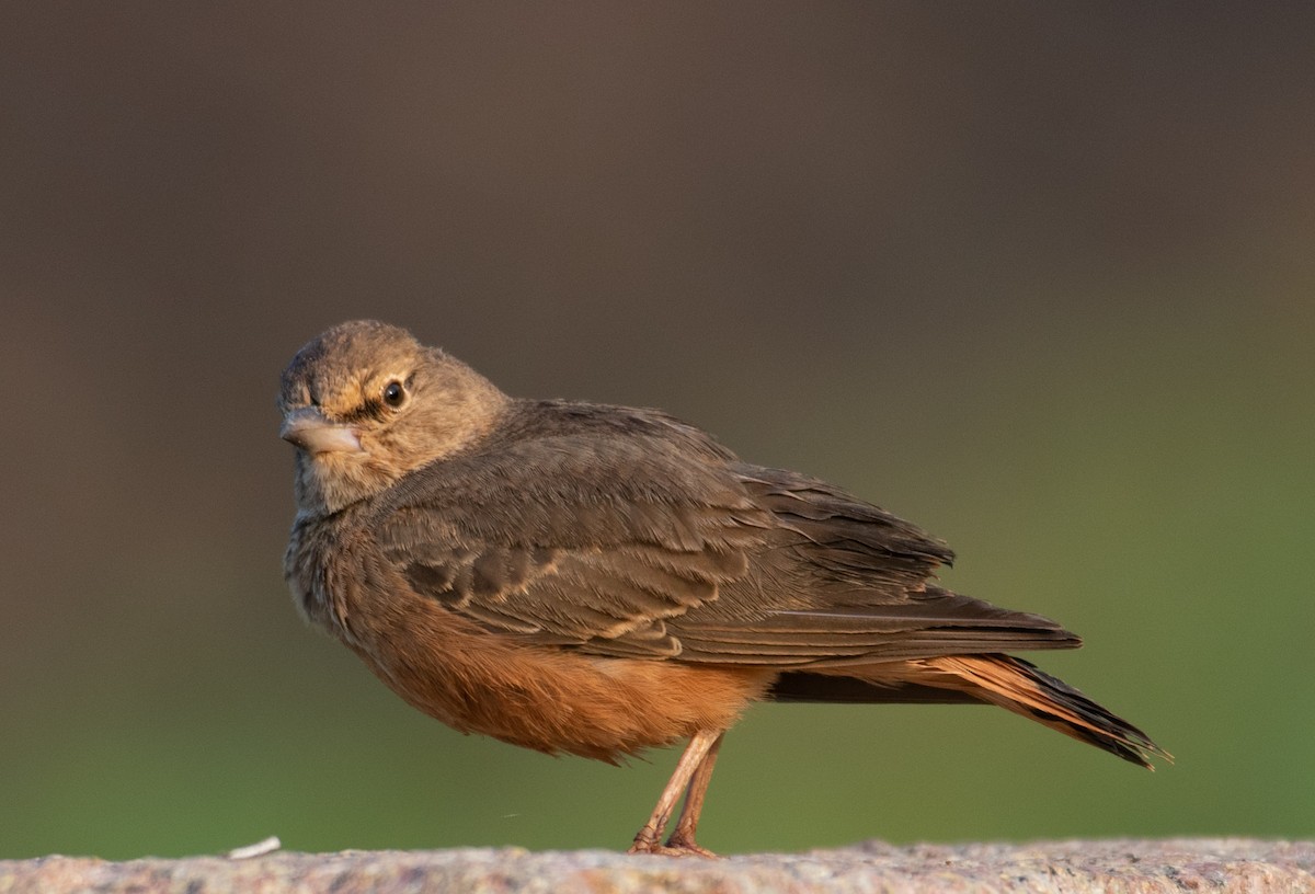 Rufous-tailed Lark - ML181885861