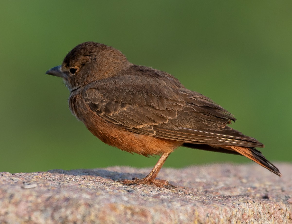 Rufous-tailed Lark - ML181885891