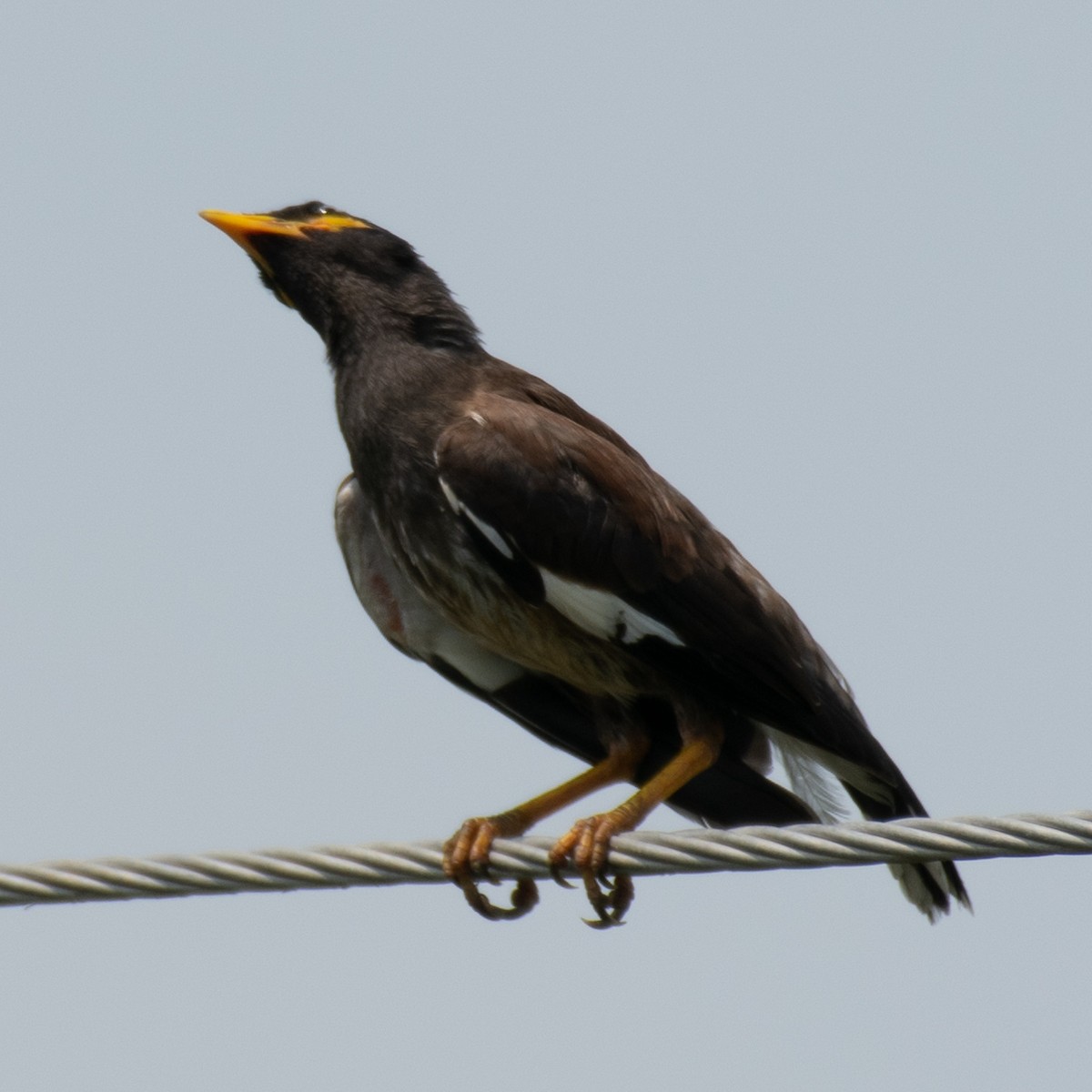 Common Myna - Srinivas Mallela