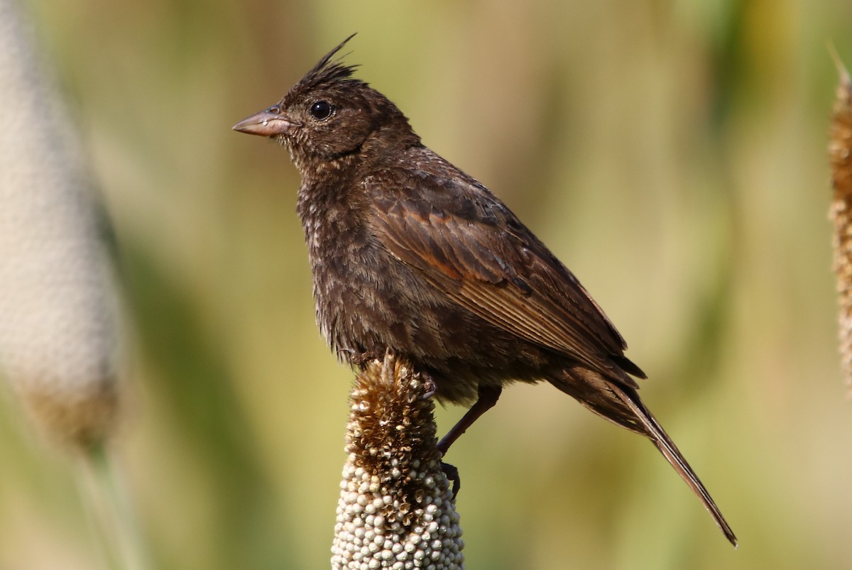 Crested Bunting - ML181888531